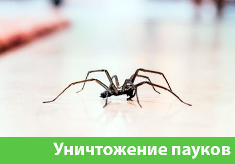 Избавиться от пауков в городе Москва