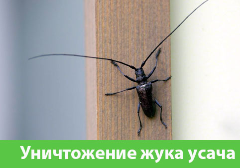 Обработка от жука усача в городе Москва