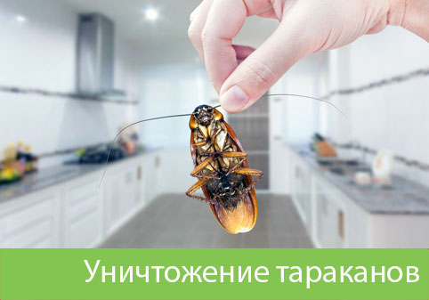 Уничтожение тараканов в городе Москва