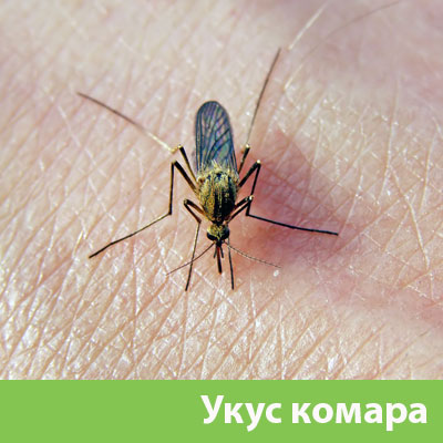 Укусы комаров в Москве