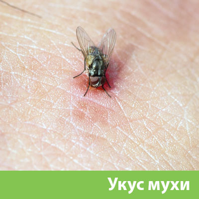 Уничтожение мух в Москве