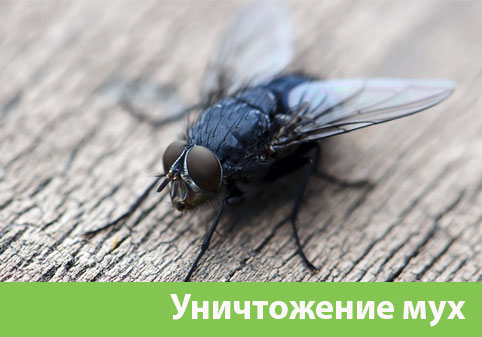 Уничтожение мух в городе Москва