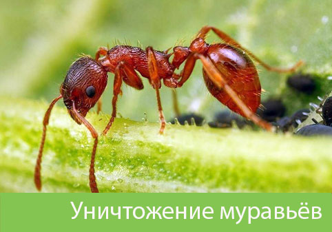 Уничтожение муравьёв в городе Москва
