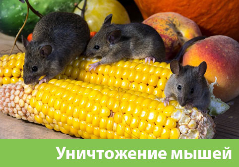 Уничтожение мышей в Москве
